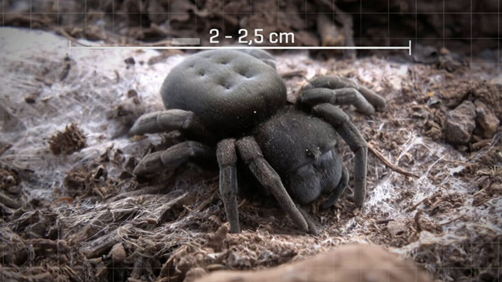 ¡Qué animal! - Episodio 6: Garajonay - ver ahora