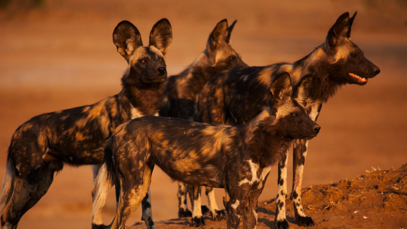 Dinastías - Episodio 4: Perros salvajes - ver ahora