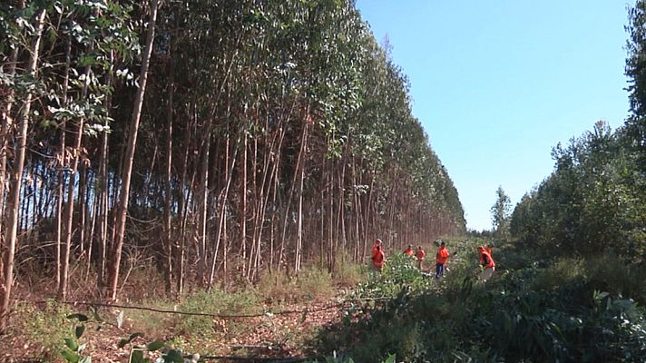 Comando Actualidad - Te quiero verde