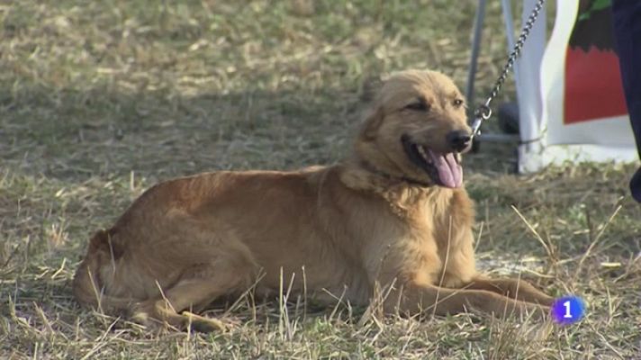 Telenavarra - Día del pastor