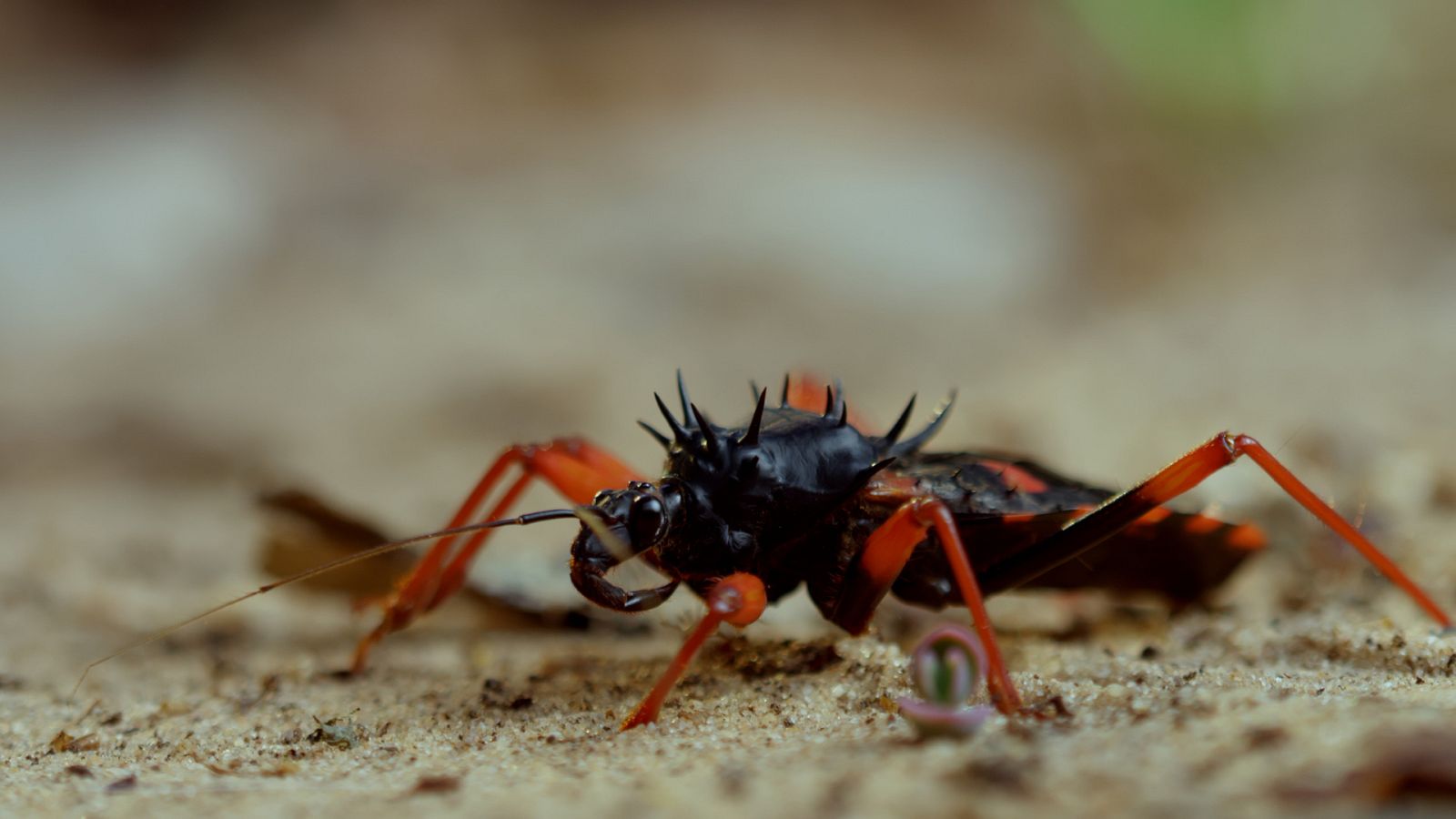 Somos documentales - Nacidos para matar - ver ahora