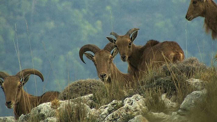 El bosque protector - Arrui: Historia de un emigrante