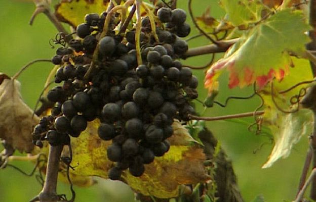 Informe Semanal - Cava contra el boicot