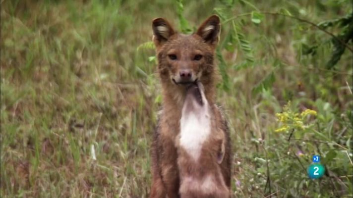 Som Documentals - Els de segona fila