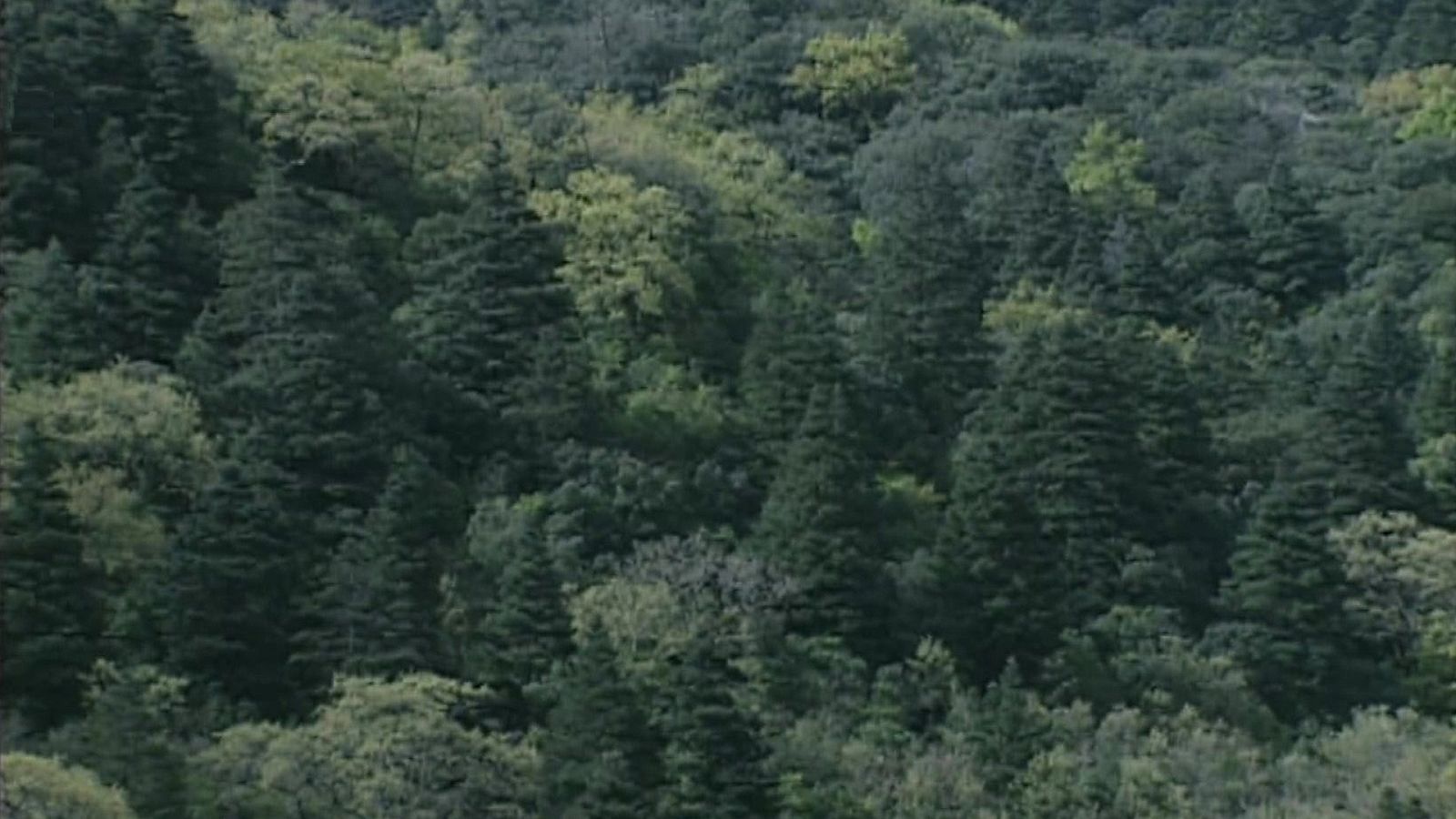 El bosque protector - Pinsapos. El abeto que se quedó en el Sur - ver ahora
