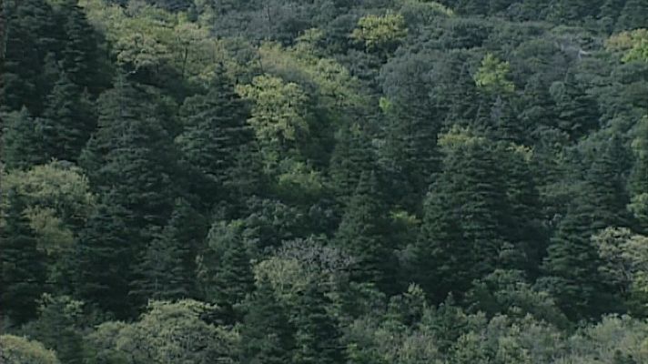 El bosque protector - Pinsapos. El abeto que se quedó en el Sur