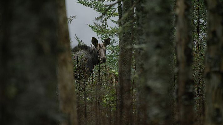Somos Documentales - Árboles de vida