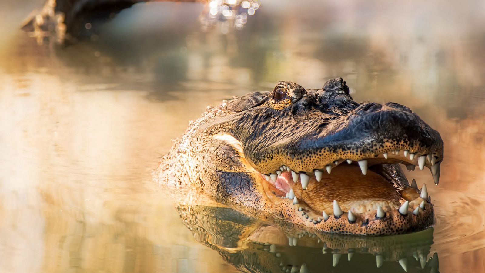 Somos documentales - Florida, el estado del sol - ver ahora