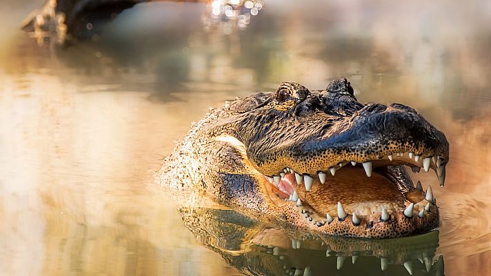 Somos Documentales - Florida, el estado del sol