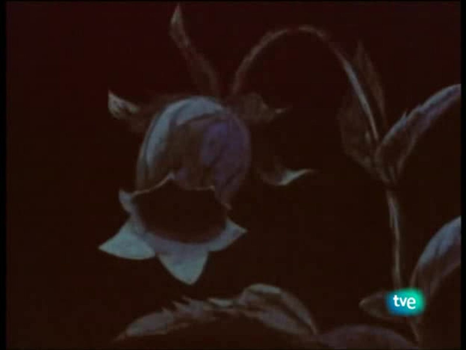 La abeja Maya - La Abeja Maya | Ver