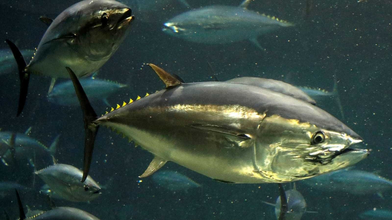 Las cuotas de pesca contribuyen a recuperar cuatro especies de atún - Informativo 24h | Ver