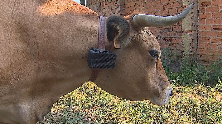 Panorama Regional - Un collar para proteger al ganado del ataque de los depredadores