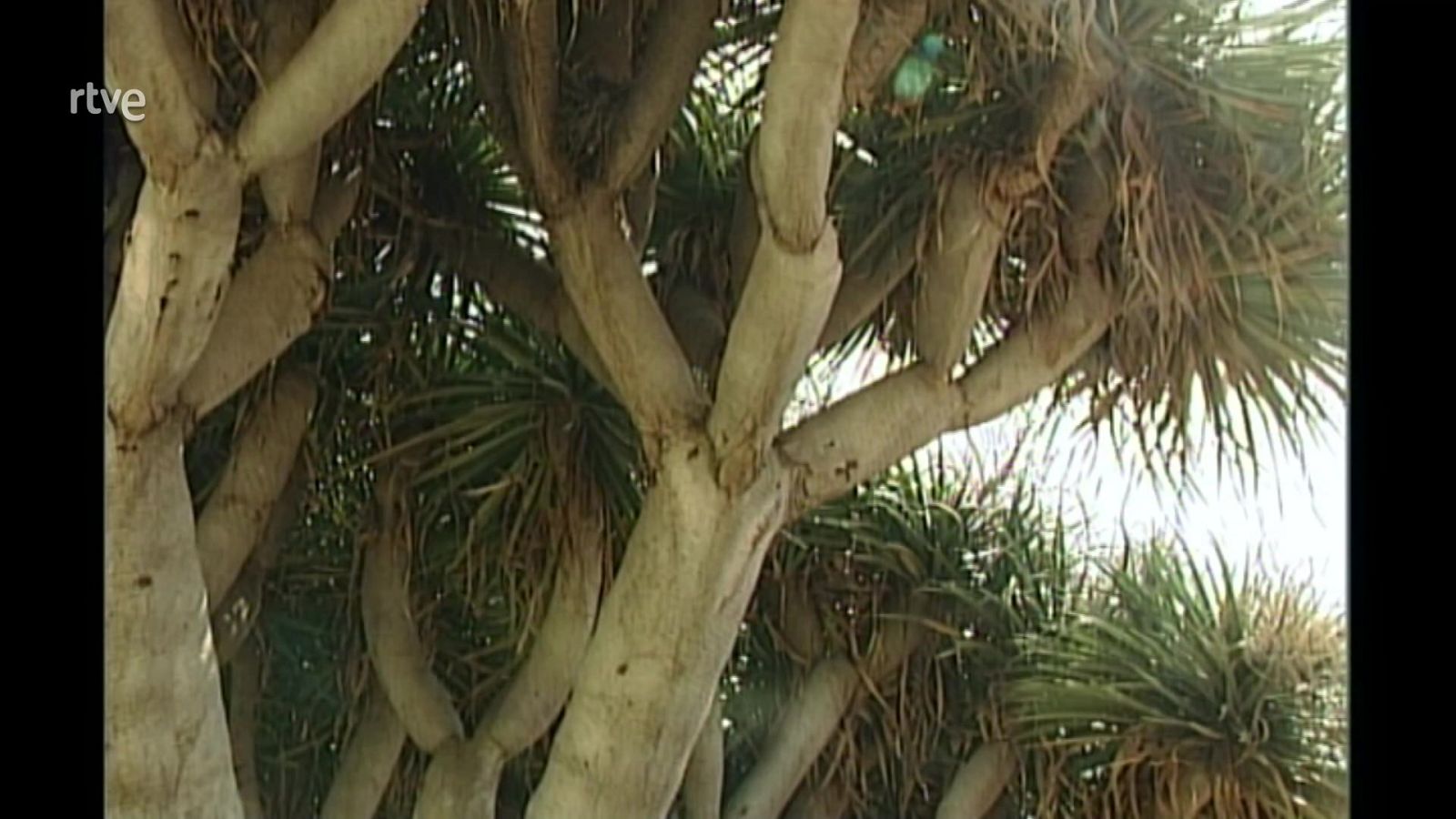 El bosque protector - Canarias, monumento natural - ver ahora