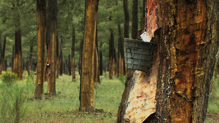 El bosque protector - Resina: una industria actual