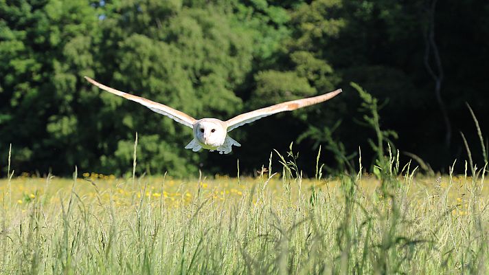 Supersentidos - Un mundo invisible