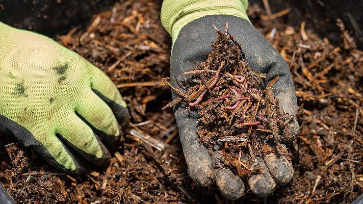 Telediario 1 - Gusanos contra la despoblación