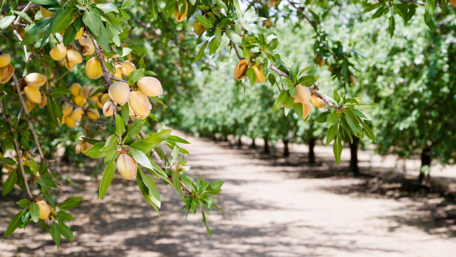 Aquí la Tierra - Conocemos los cultivos de almendros de La Rioja