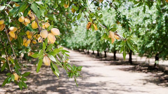 Aquí la Tierra - Conocemos los cultivos de almendros de La Rioja