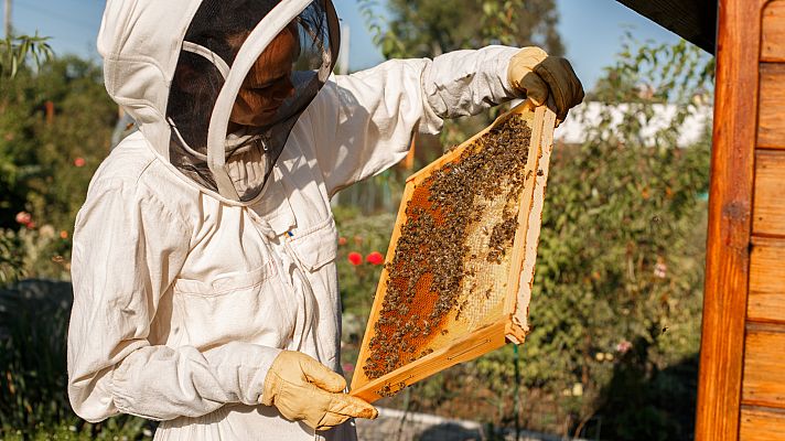 Aquí la Tierra - ¿Cómo es la miel de la Alcarria madrileña?