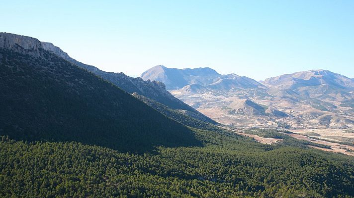 El bosque protector - La Sierra de María los Vélez: el bosque de Umbría