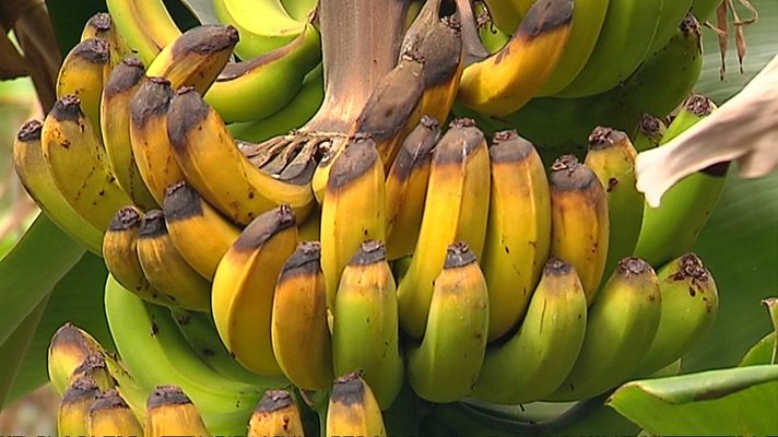 Agrosfera - Agrosfera - 11/09/21