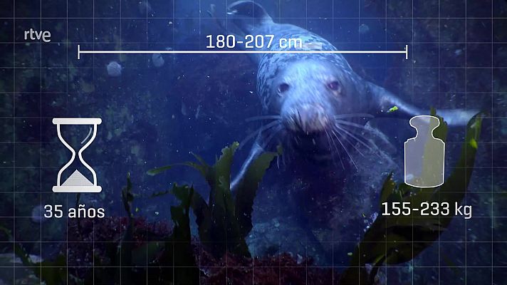 ¡Qué animal! - Islas Cíes