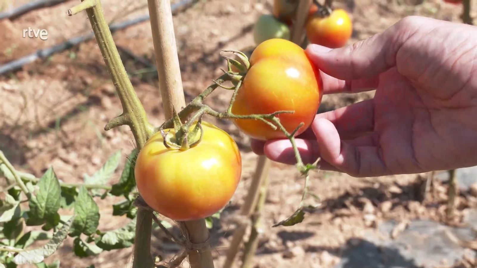 Aquí la Tierra - 12/09/21 - ver ahora
