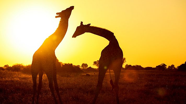 El lado salvaje de África - La batalla de los sexos