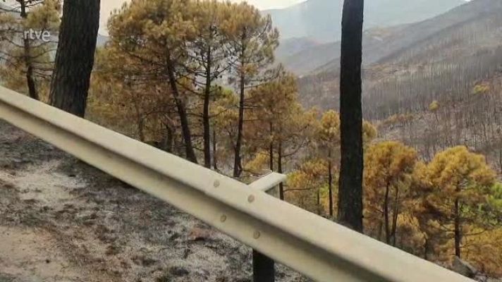  - Vídeo de la cabra montesa quemada en el incendio de Sierra Bermeja