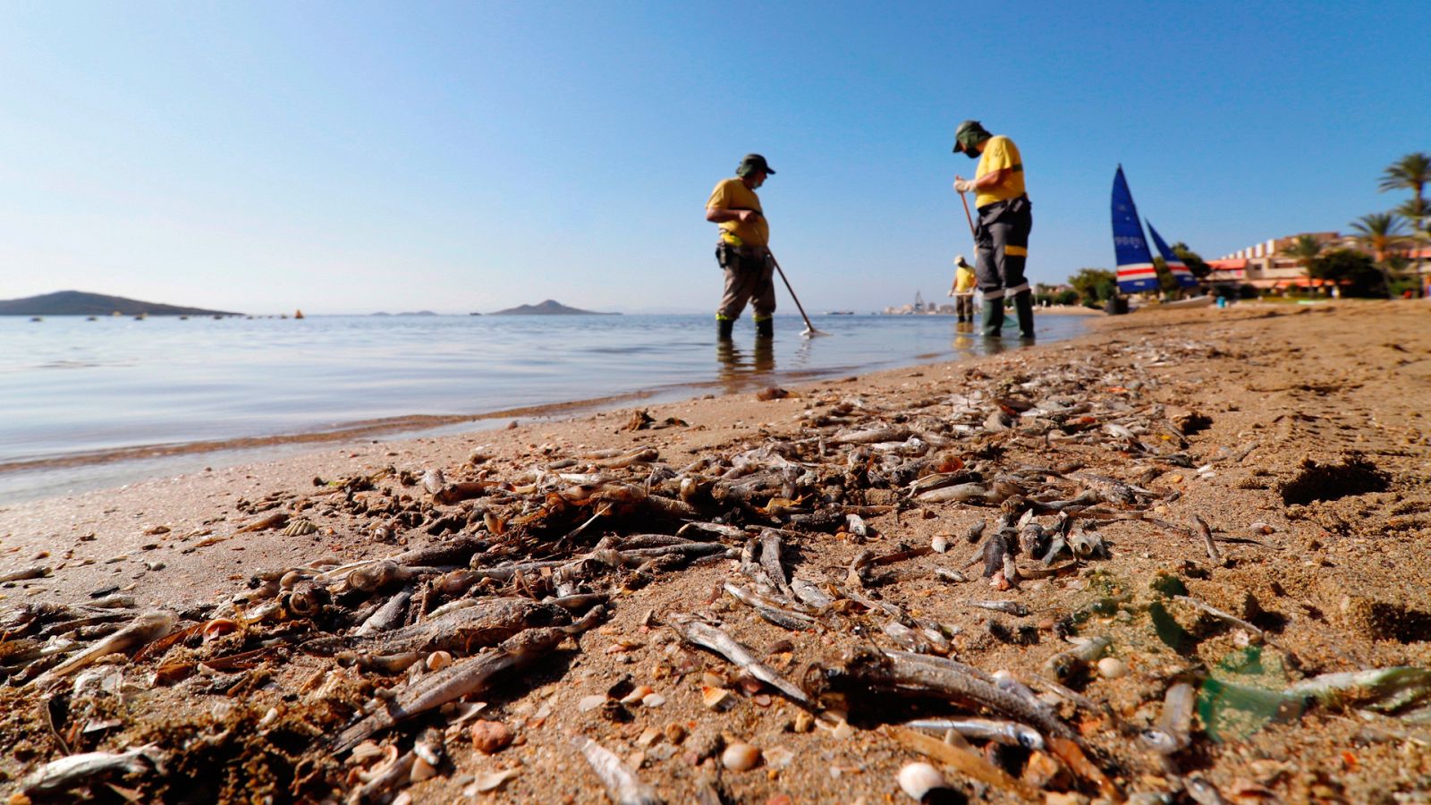 Crónicas - En nombre del Mar Menor - Ver ahora