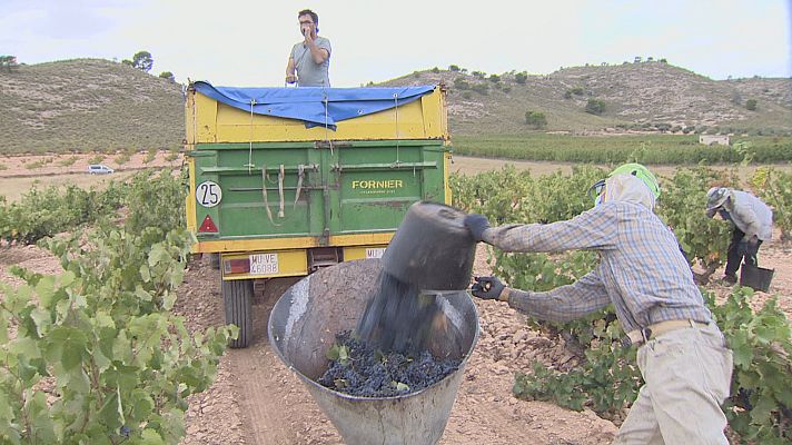 Noticias Murcia - El sector del vino de Jumilla afronta la vendimia con buenas sensaciones