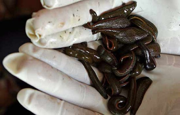 Ciencia y tecnología en Rtve.es - Una sanguijuela descubre al ladrón