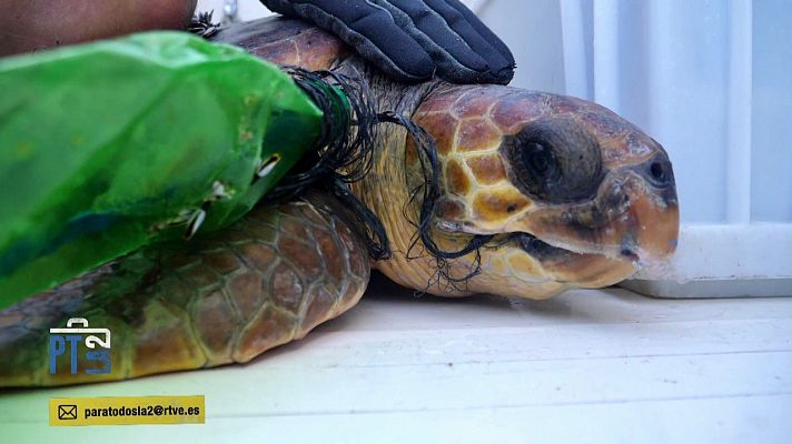 Para todos La 2 - La pesca fantasma. Eliminar plásticos de los mares