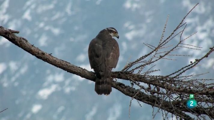 Som Documentals - Itàlia salvatge. Dues àguiles