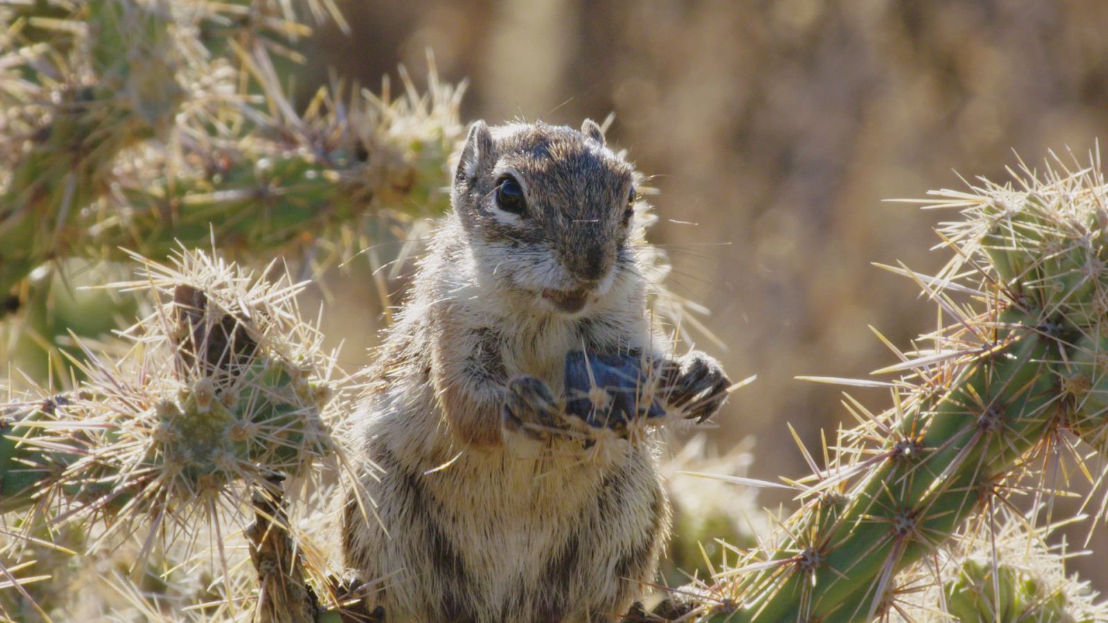 Somos documentales - Locas por los frutos secos - ver ahora