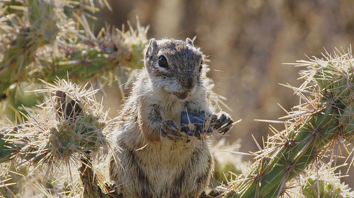 Somos Documentales - Locas por los frutos secos