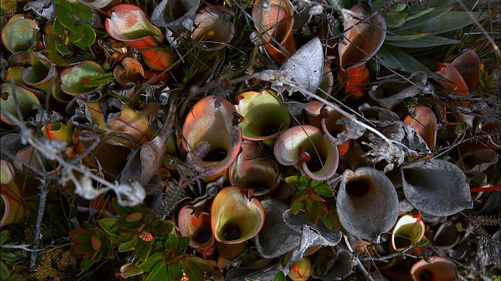 Fauna verde - Reproducción