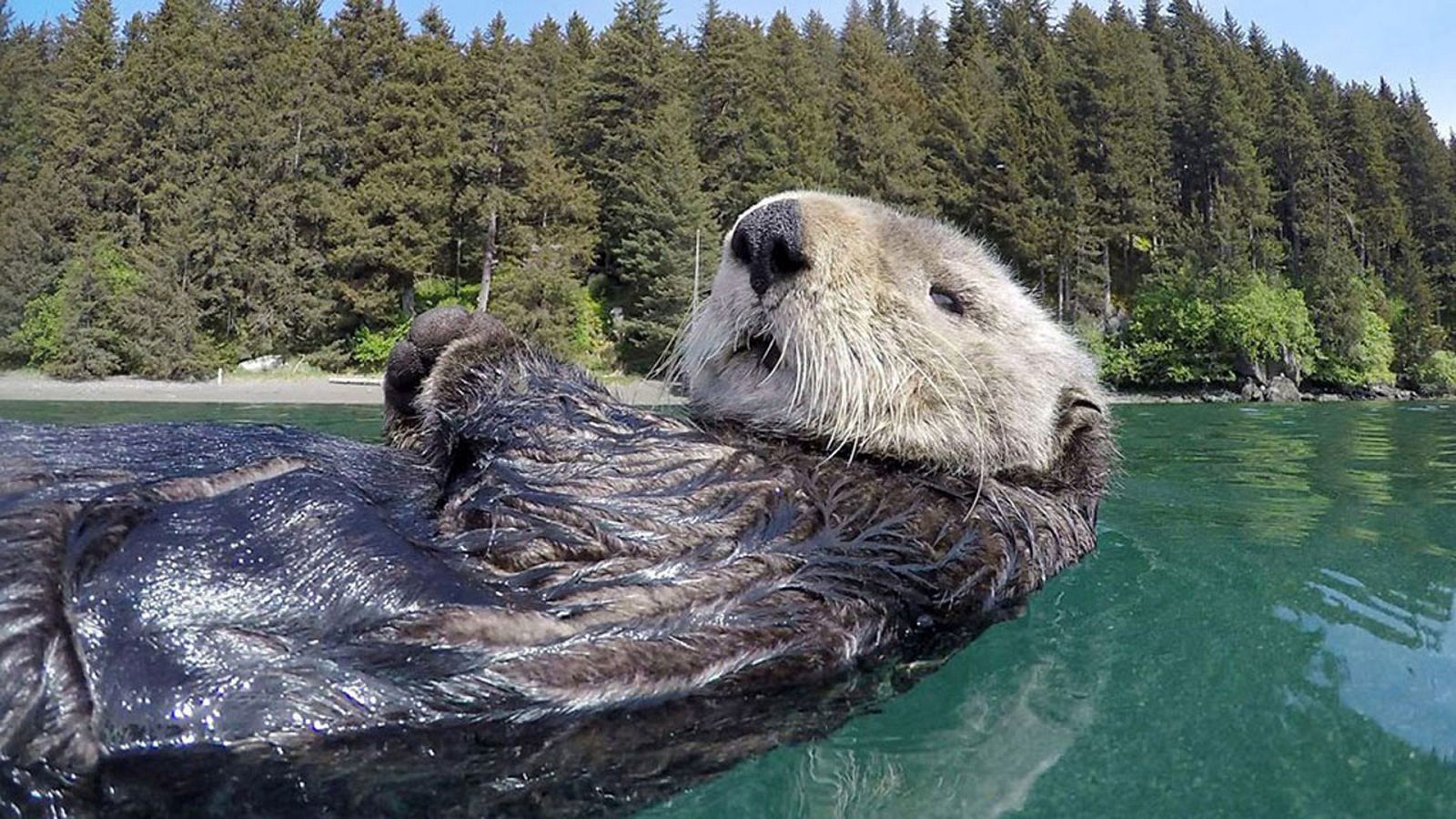 Espiando en la manada - Episodio 2: Inteligencia - ver ahora