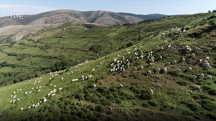 El bosque protector - Pastos naturales herbáceos