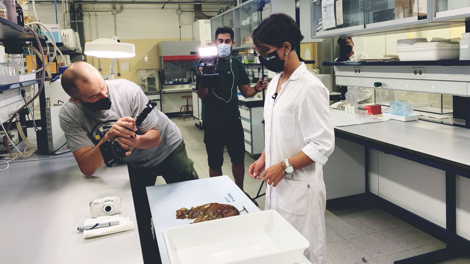 España Directo - Misión en el fondo marino: salvar los bosques de alga laminaria