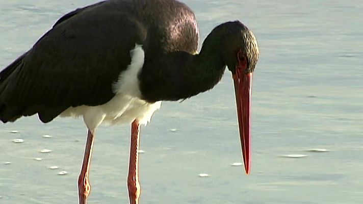 El bosque protector - La cigüeña negra