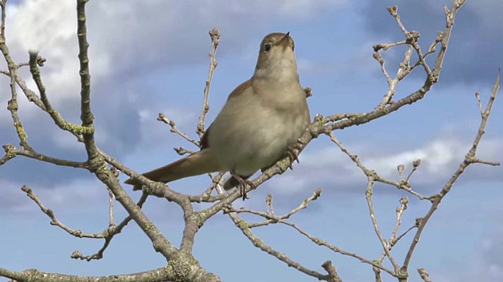 ¡Qué animal! - El sonido