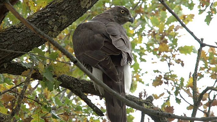 ¡Qué animal! - Moncayo