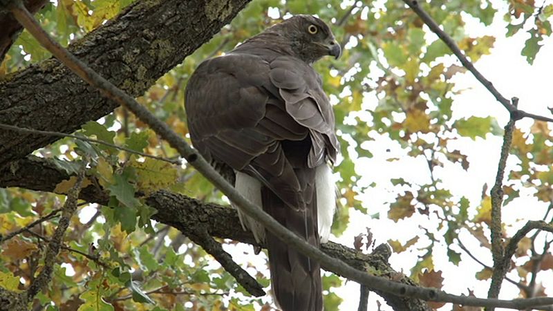 ¡Qué animal! - Episodio 10: Moncayo  - ver ahora