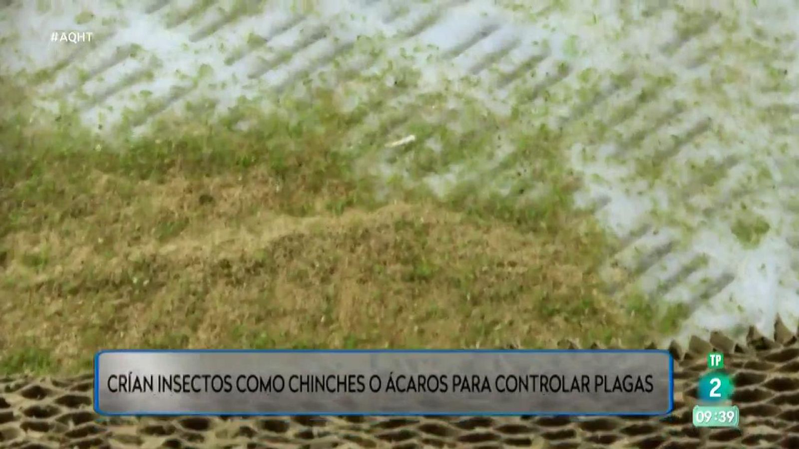 Aquí hay trabajo - La conjura de los insectos