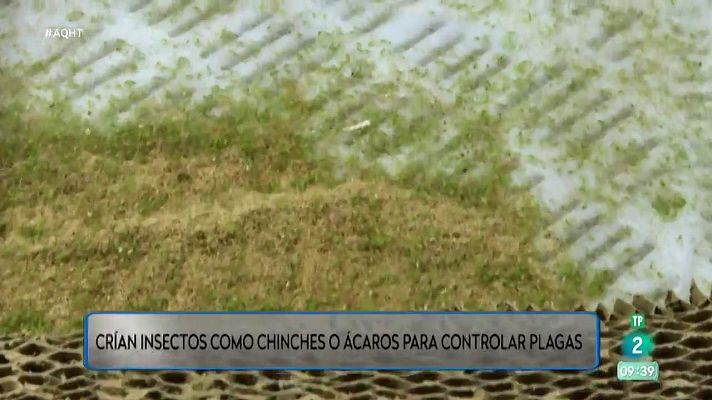 Aquí hay trabajo - La conjura de los insectos