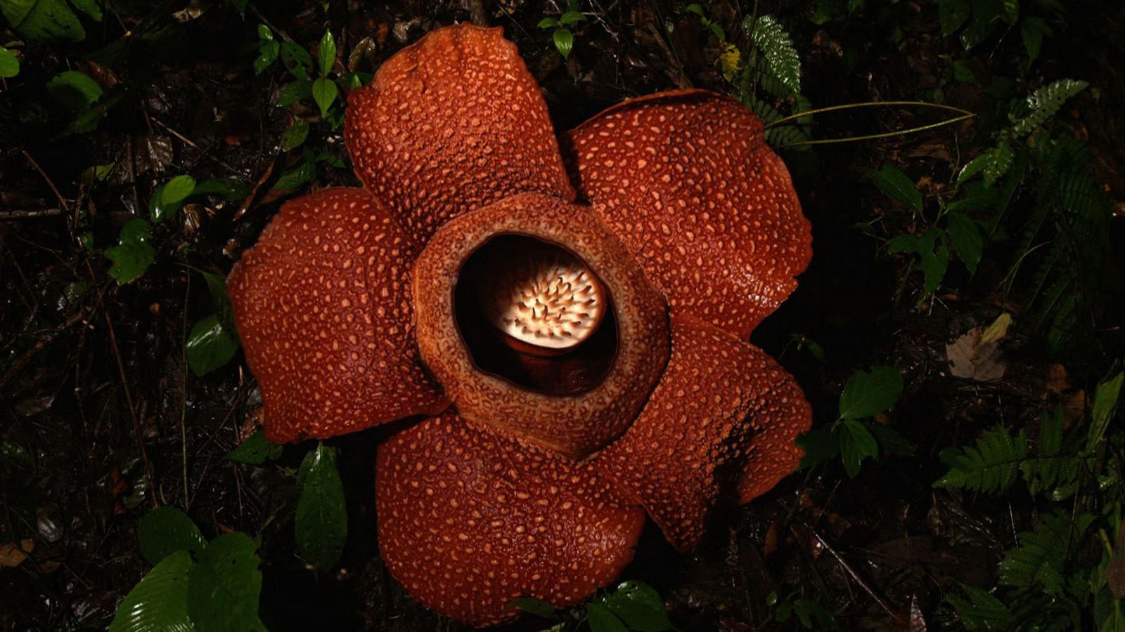 Fauna verde - Episodio 2: Hambre - ver ahora