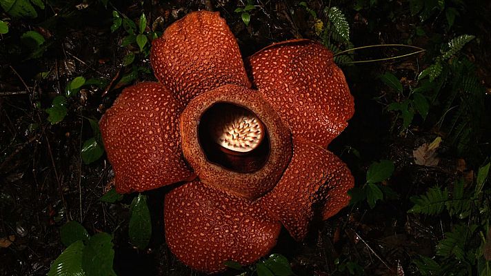 Fauna verde - Hambre