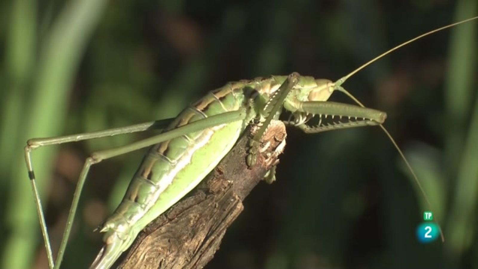 Grans Documentals - Itàlia salvatge. Pregadeu, el rei del riu sec - Veure ara