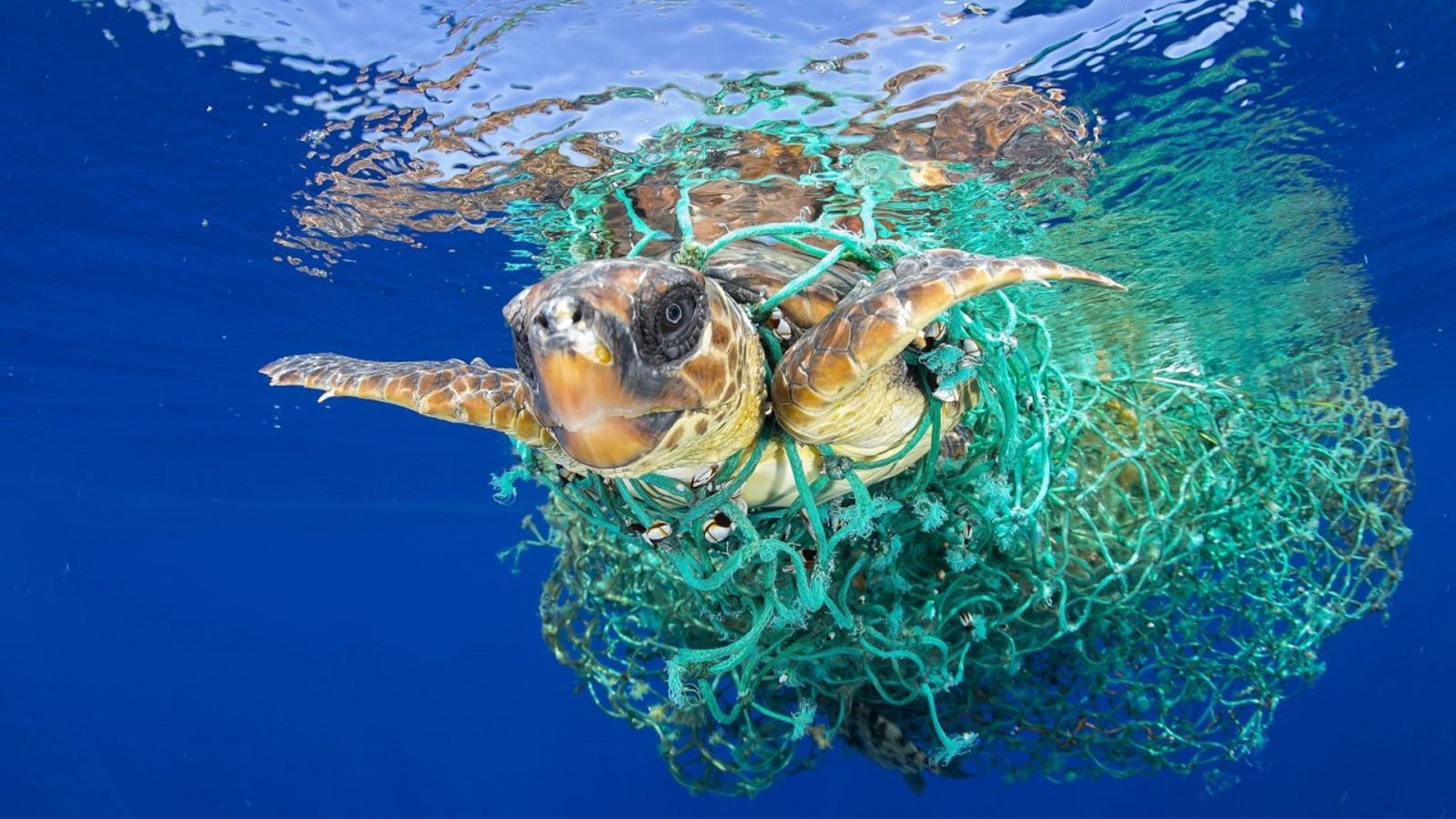 Para todos La2 - 18/09/21 - Lengua de signos - ver ahora